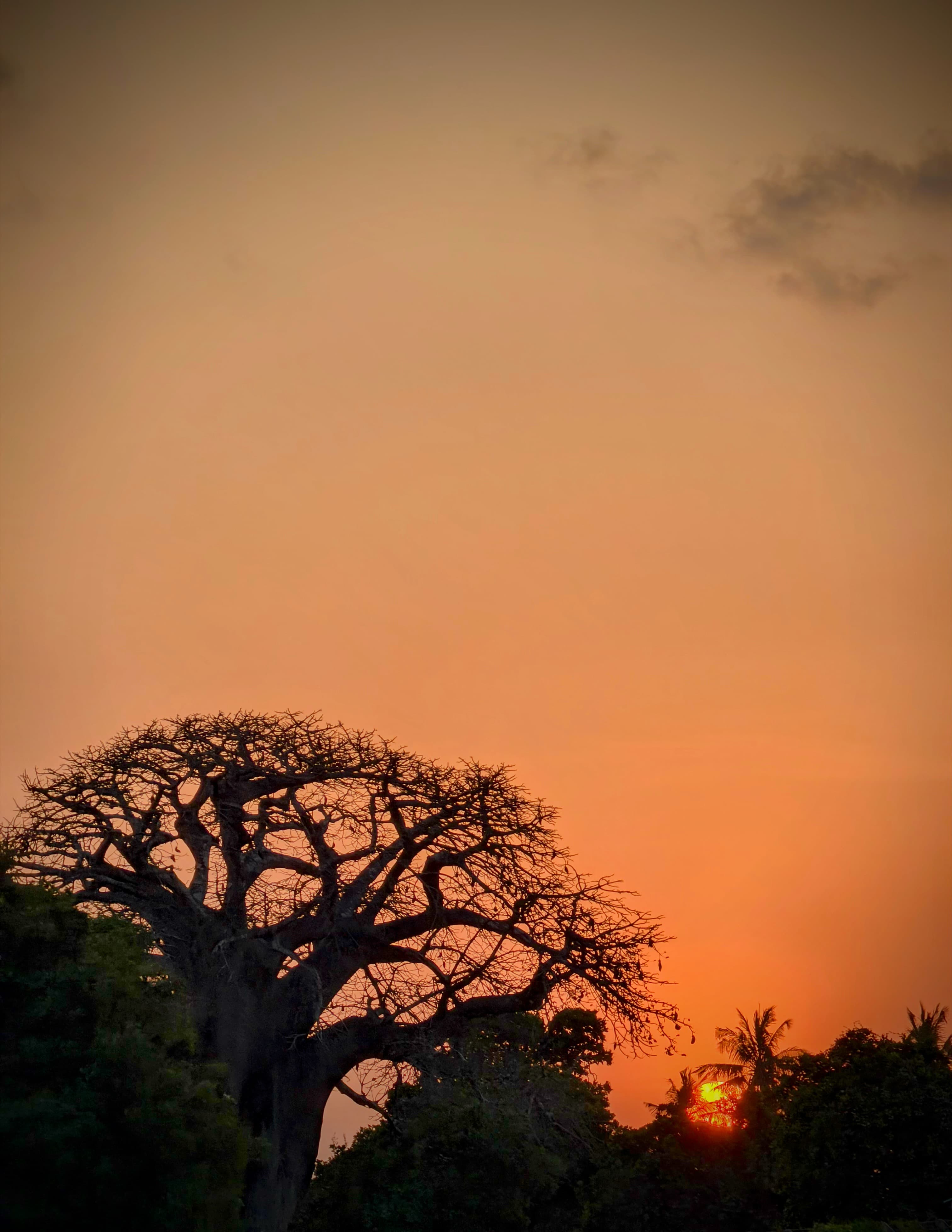 Baobab tree at sunset